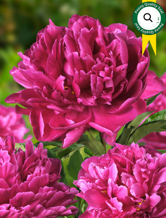 Karl Rosenfield - Peony Root