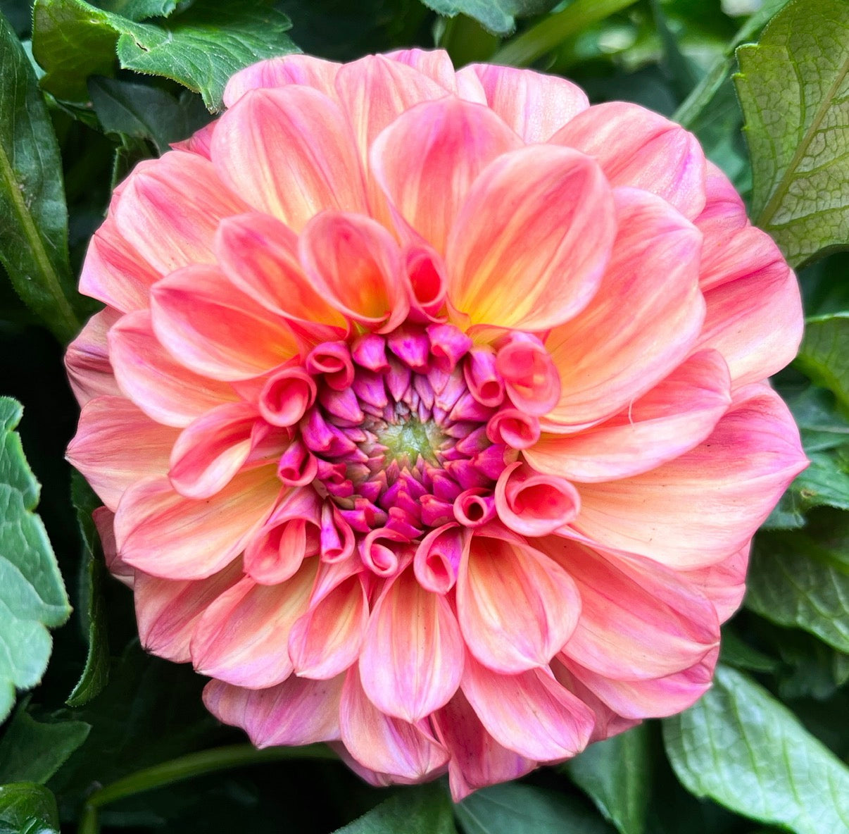 Chewy - Dahlia Tuber