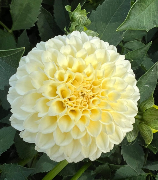 Creamy - Dahlia Tuber