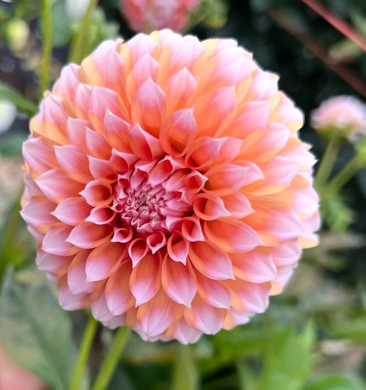 Peaches n cream - Dahlia Tuber
