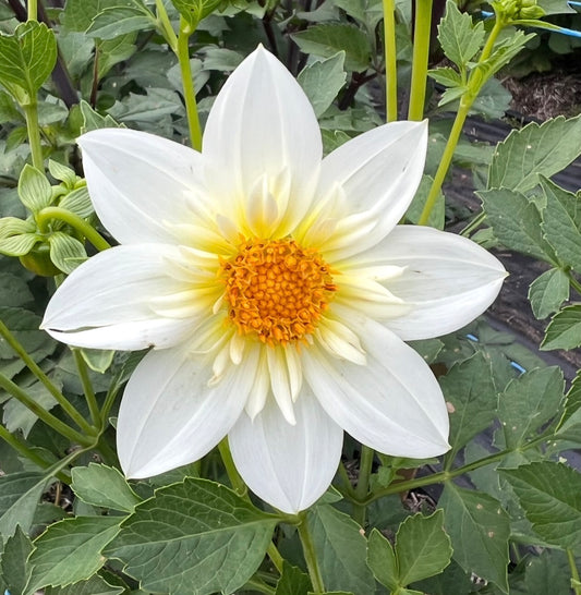 Alpen Churb - Dahlia Tuber