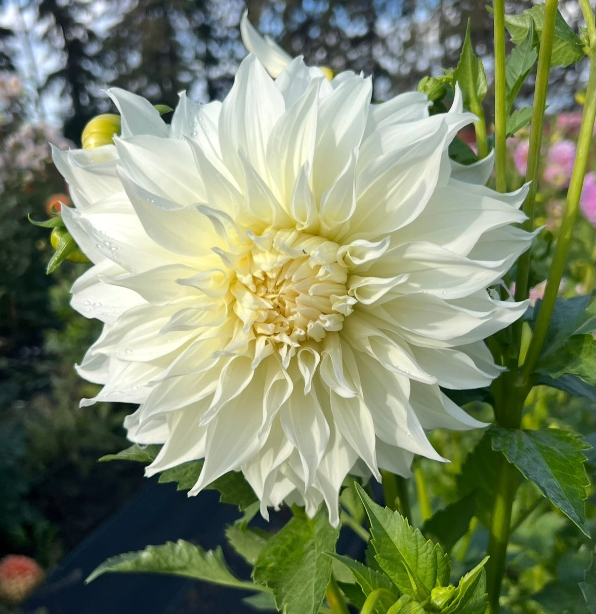 Snowbound - Dahlia Tuber