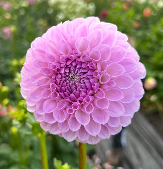 Megan Dean - Dahlia Tuber