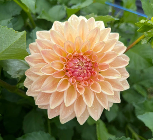 Bloomquist Alan - Dahlia Tuber