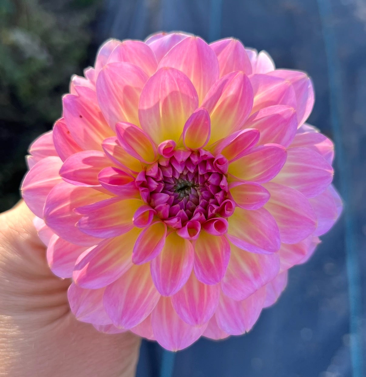 Esli - Dahlia Tuber
