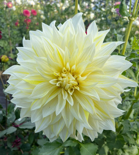 La Luna - Dahlia Tuber