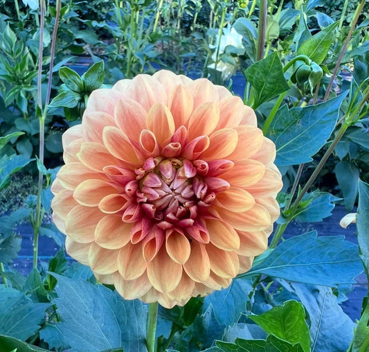 Beatrice - Dahlia Tuber
