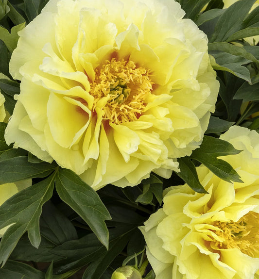 Bartzella - Peony Root