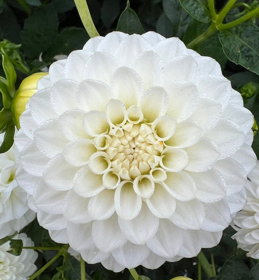 Orsett Beauty - Dahlia Tuber