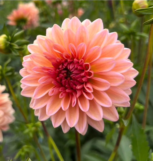 Echo Jose - Dahlia Tuber