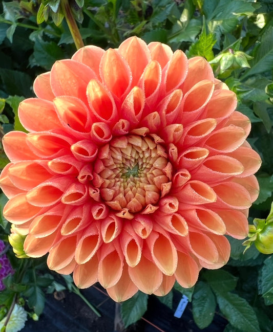 Maarn - Dahlia Tuber