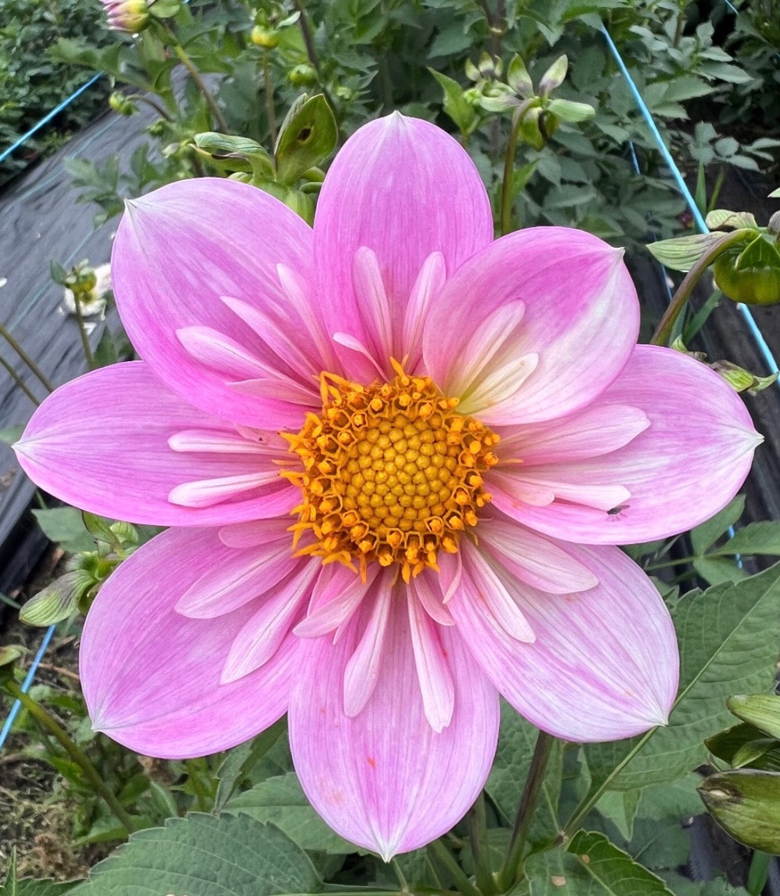 Bloomquist Kellyann F - Dahlia Tuber