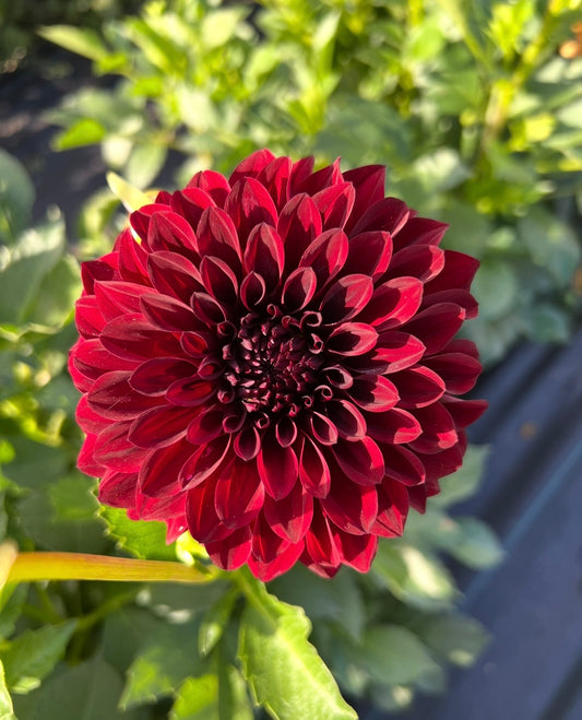 Potblack - Dahlia Tuber