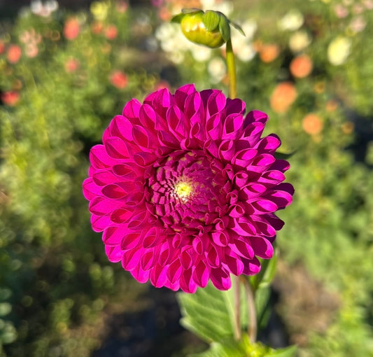 Hollyhill Regal - Dahlia Tuber