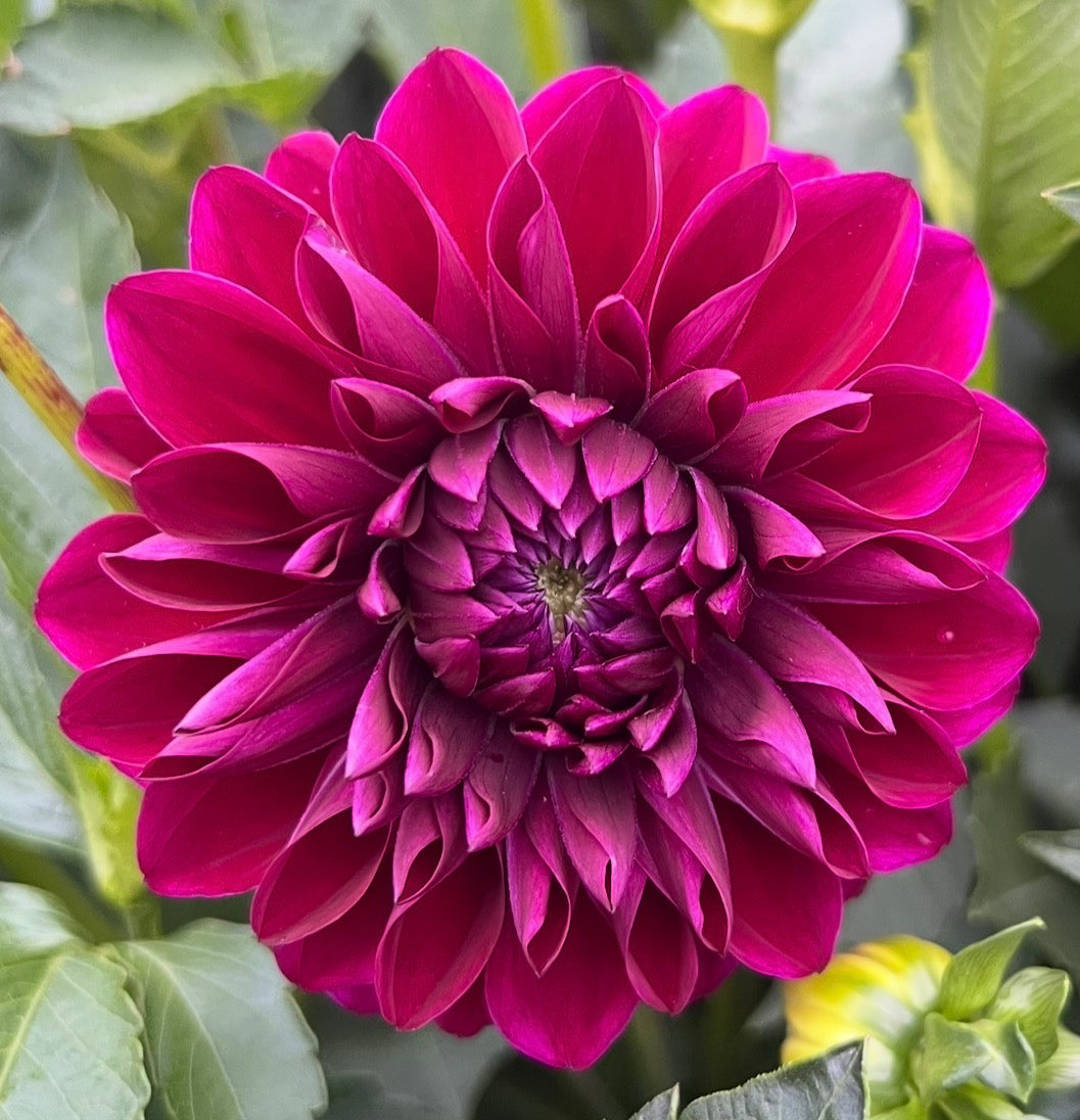 CT Sangria- Dahlia Tuber