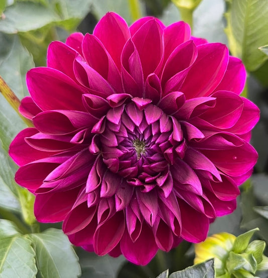 CT Sangria- Dahlia Tuber