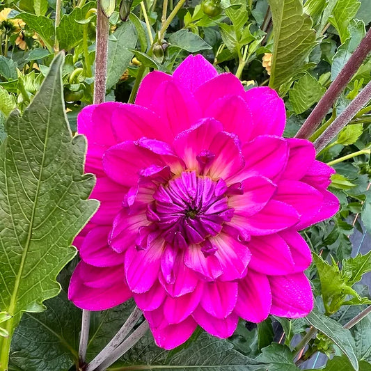 GH Lammers - Dahlia Tuber