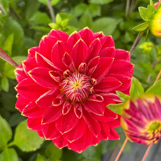 Garden Festival - Dahlia Tuber