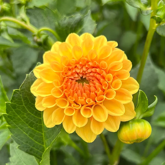 Golden Scepter- Dahlia Tuber