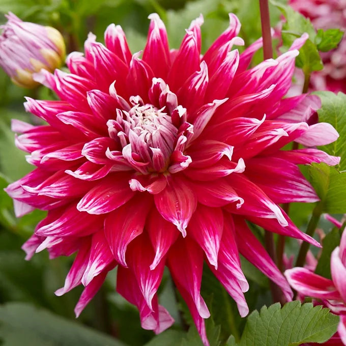 Grand Finale - Dahlia Tuber