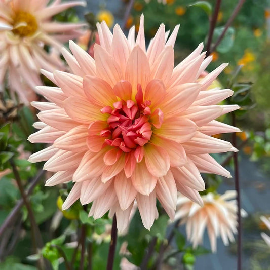 Henriette - Dahlia Tuber