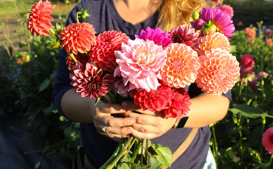 Mystery Tubers - Dahlia Tuber