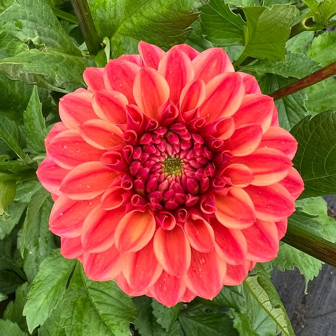 Iced Tea - Dahlia Tuber