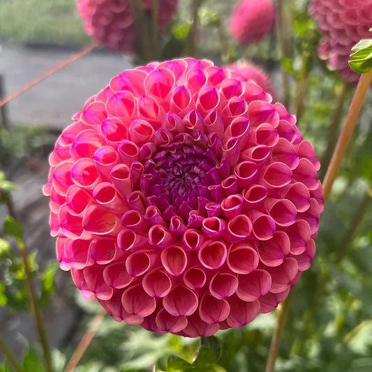 Isabel - Dahlia Tuber