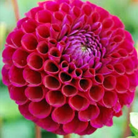 Ivanetti - Dahlia Tuber