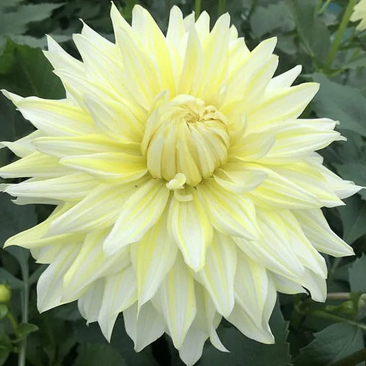 La Luna - Dahlia Tuber