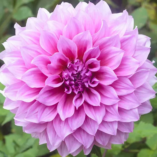 Lavendar Perfection - Dahlia Tuber