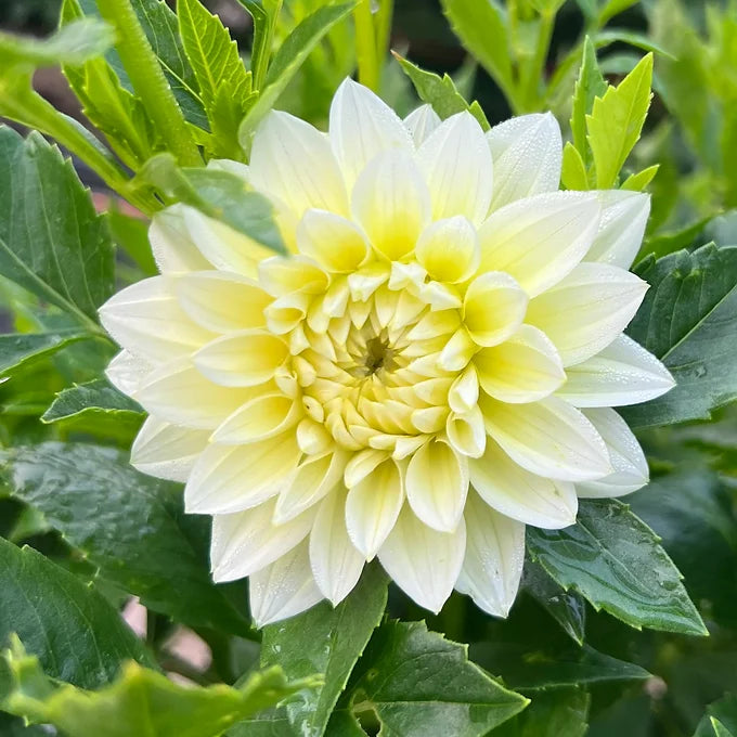 Lemon Drops - Dahlia Tuber