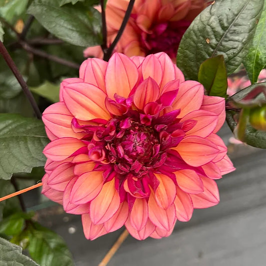 Molly Ravin - Dahlia Tuber