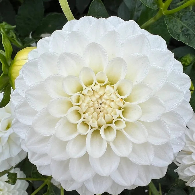 Oreti Beauty - Dahlia Tuber