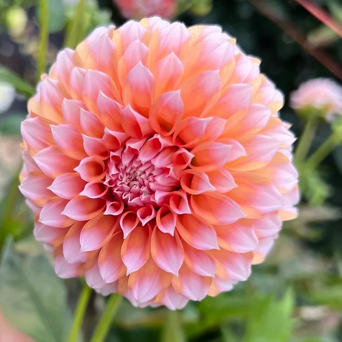 Peaches n cream - Dahlia Tuber