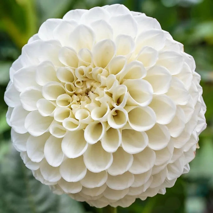 Petra’s Wedding - Dahlia Tuber