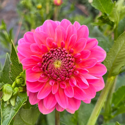 Pink Runner - Rooted Cutting