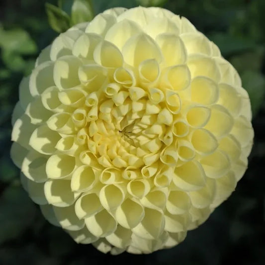 Polventon Supreme - Dahlia Tuber