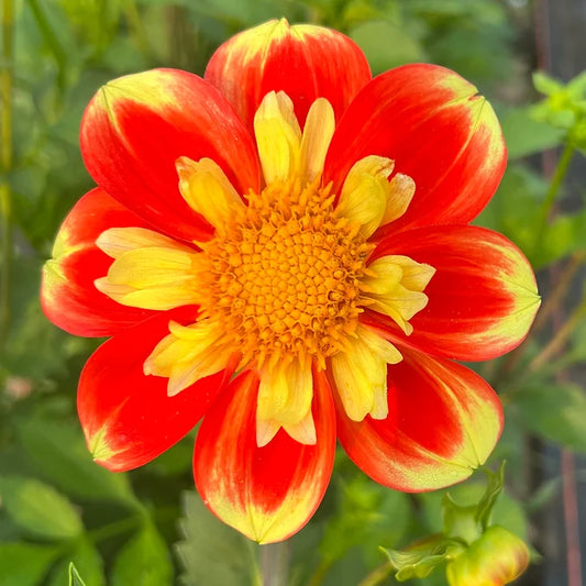 Pooh - Dahlia Tuber