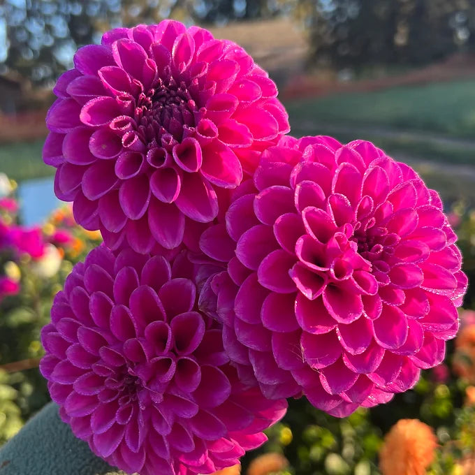 Purple Fox - Dahlia Tuber