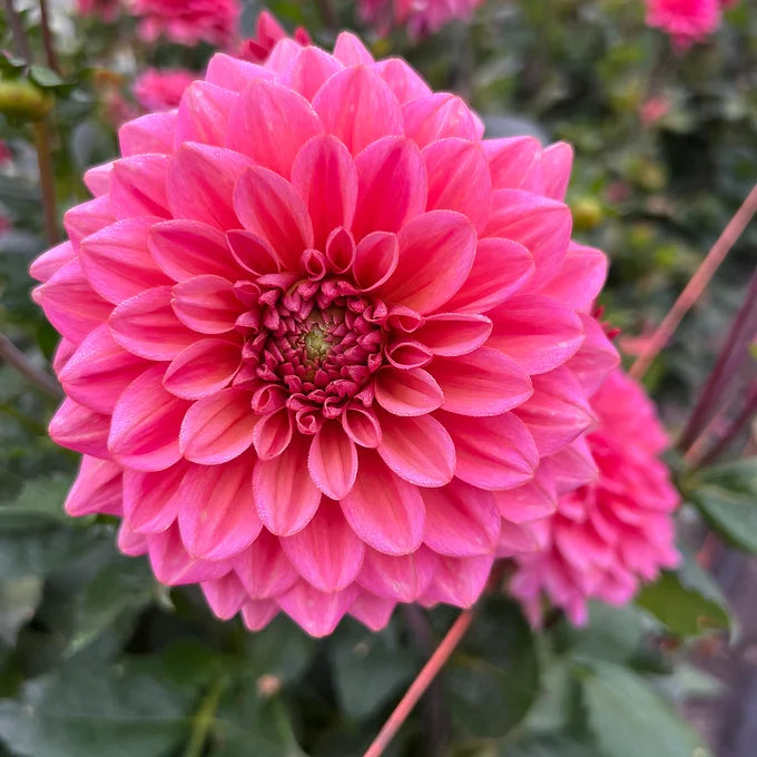 Salmon Runner - Dahlia Tuber