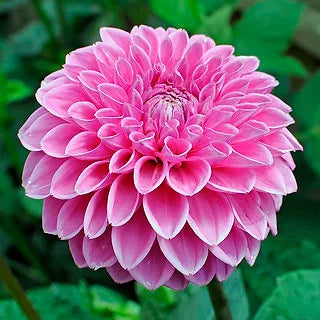 Sandra - Dahlia Tuber