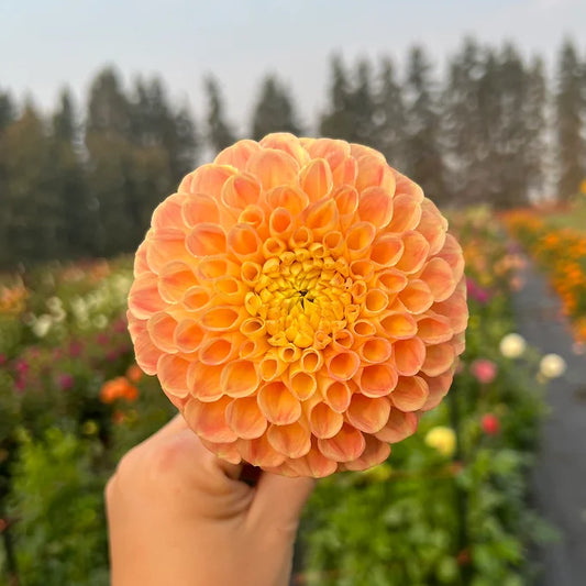 Snoho Doris - Dahlia Tuber