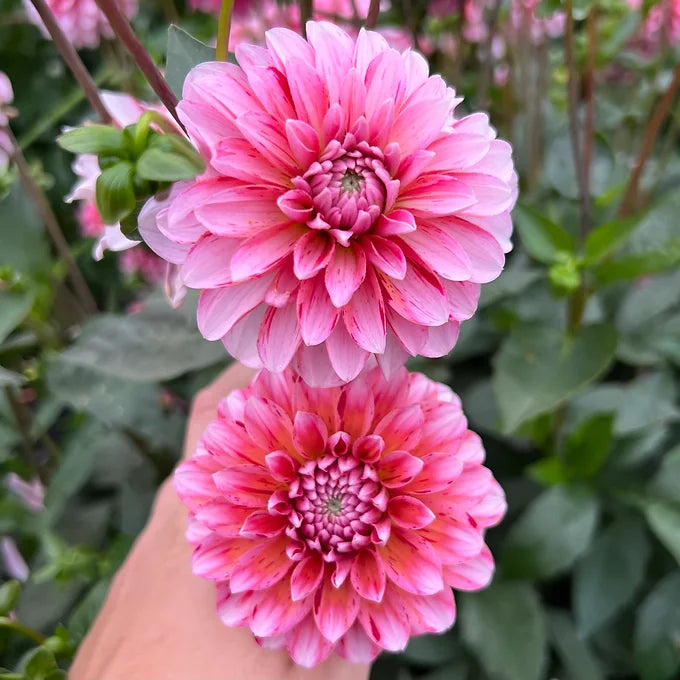 Strawberry Cream - Dahlia Tuber