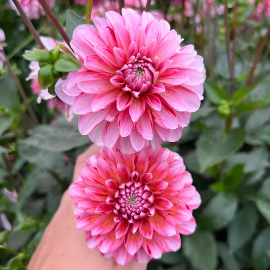 Strawberry Cream - Dahlia Tuber