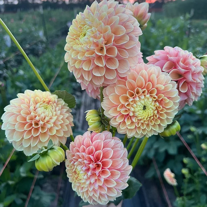 Sweet Suzanne - Dahlia Tuber