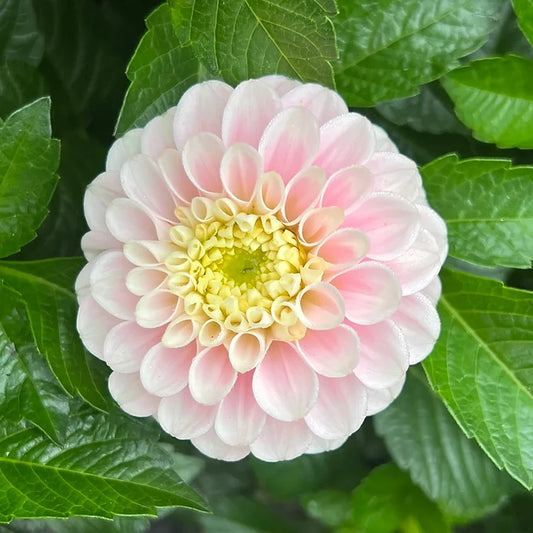 Wizard of Oz - Dahlia Tuber
